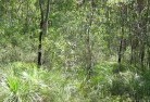 Camp Creek NSWplants-72.jpg; ?>